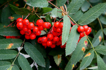 Картинка природа Ягоды рябина ветки гроздь