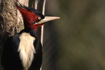 Картинка животные дятлы хохолок