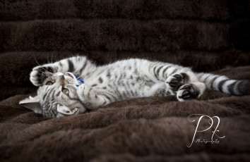 Картинка животные коты баловство малыш