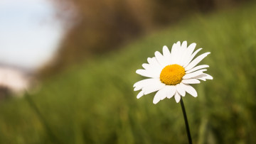 Картинка ромашка цветы ромашки природа