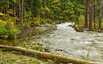 Картинка природа реки озера вода лес деревья