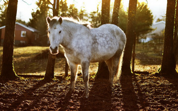 Картинка животные лошади лошадь