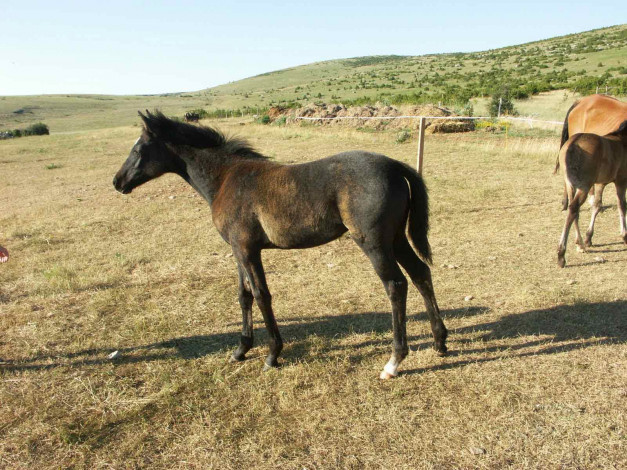 Обои картинки фото животные, лошади, лошадка