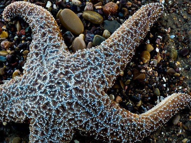 Обои картинки фото животные, морские, звёзды, морская, звезда