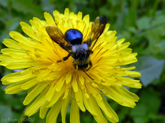 Обои картинки фото цветы, одуванчики, лепестки