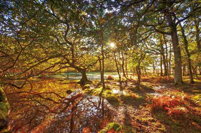 Обои картинки фото природа, лес, деревья, солнце, свет, ветки