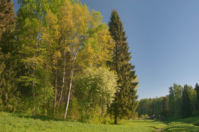 Обои картинки фото природа, парк, деревья, мостик, тропинка