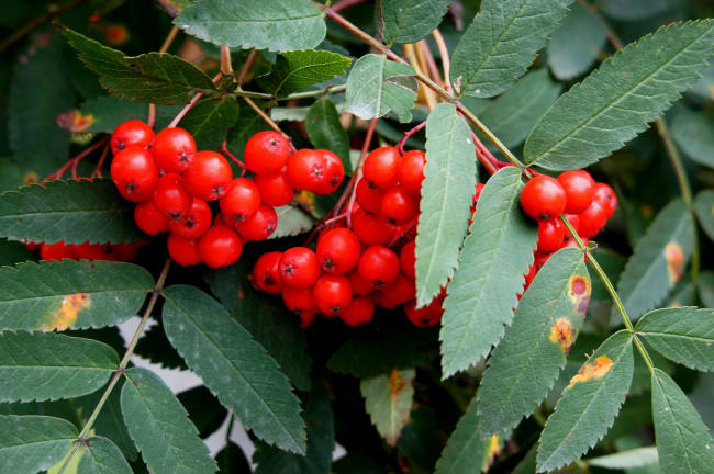 Обои картинки фото природа, Ягоды, рябина, ветки, гроздь