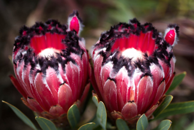 Обои картинки фото цветы, протея, экзотика
