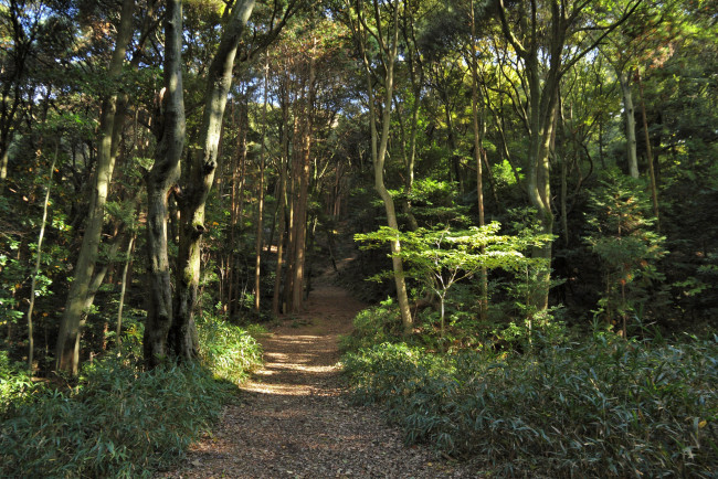 Обои картинки фото природа, дороги, тропинка, лес