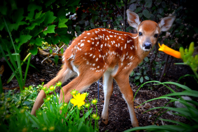 Обои картинки фото животные, олени, беспомощный, малыш