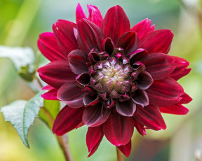 Картинка цветы георгины цветок лепестки