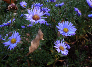 Картинка цветы астры синие лепестки