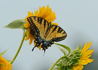 Картинка животные бабочки бабочка цветок