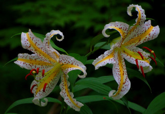 Картинка цветы лилии лилейники