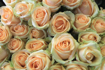 Картинка цветы розы много