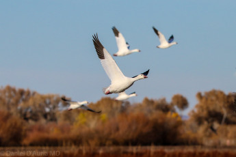 Картинка животные гуси полет
