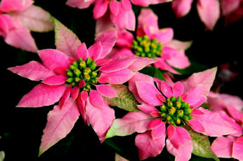 Картинка цветы пуансеттия розовый