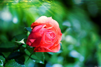 Картинка цветы розы бутон