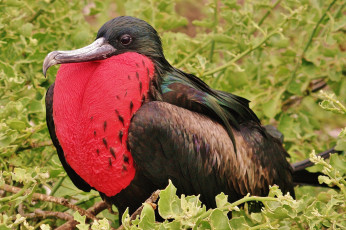 Картинка животные фрегаты фрегат красный зоб