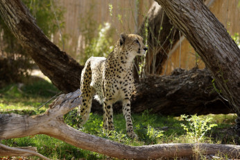 Картинка животные гепарды гепард