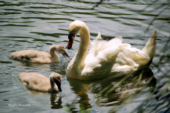 Картинка животные лебеди вода птенцы