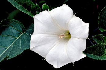 Картинка цветы бругмансия дурман трубы ангела макро