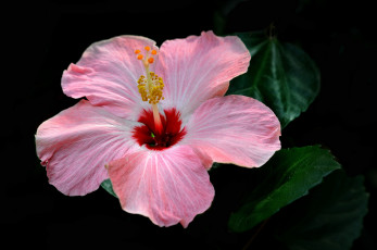 Картинка цветы гибискусы макро