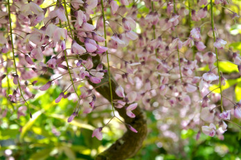 Картинка цветы глициния вистерия