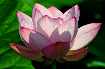 Картинка цветы лотосы лотос