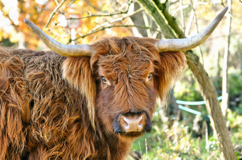 Картинка животные коровы буйволы бык рога взгляд