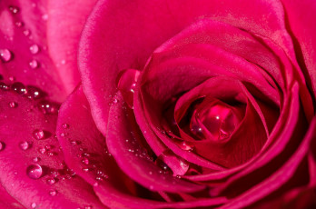 Картинка цветы розы макро