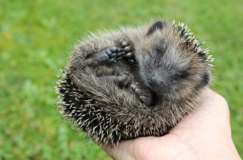 Картинка животные ежи колючки