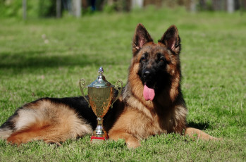 Картинка животные собаки овчарка кубок