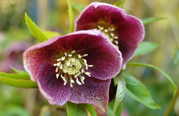 Картинка цветы геллеборус морозник пышный