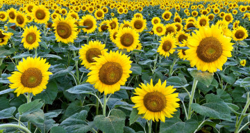 Картинка цветы подсолнухи поле