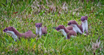 Картинка животные хорьки ласки соболи горностаи куницы трава луг выводок