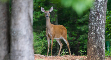 Картинка животные олени поляна олениха лес