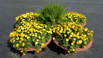 Картинка цветы бархатцы клумба