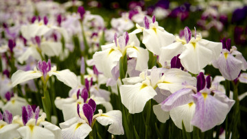 Картинка цветы ирисы японские касатики