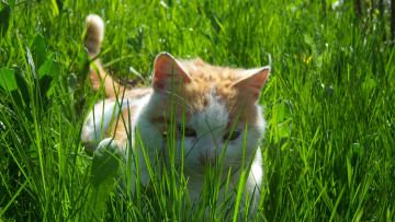 Картинка животные коты кот рыжик