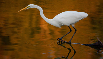 Картинка животные цапли вода белая цапля