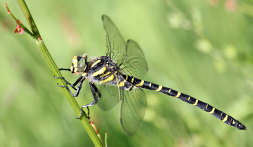 Картинка животные стрекозы стрекоза травинка