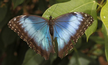 Картинка животные бабочки бабочка листья