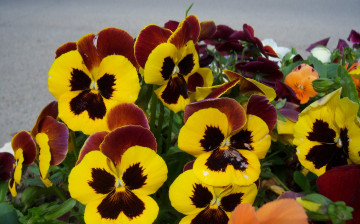 Картинка цветы анютины глазки садовые фиалки жёлтые