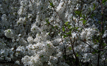 Картинка цветы цветущие деревья кустарники алыча