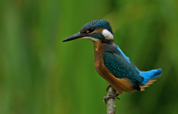 Картинка животные зимородки зимородок рыболов
