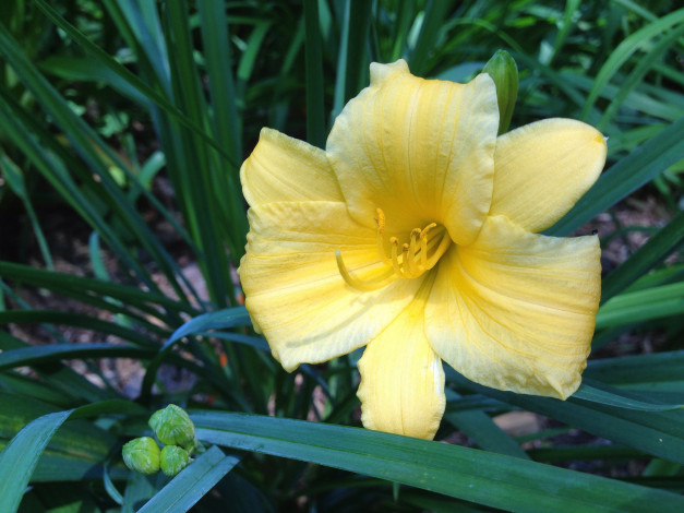 Обои картинки фото цветы, лилии, лилейники, лепестки, цветок, тычинки