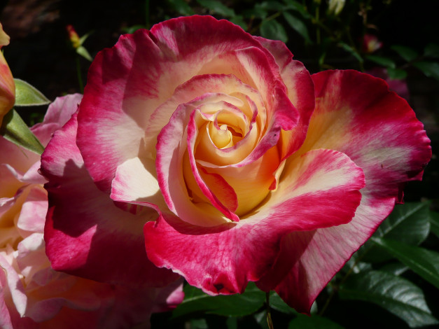 Обои картинки фото цветы, розы, лепестки, роза, бутон