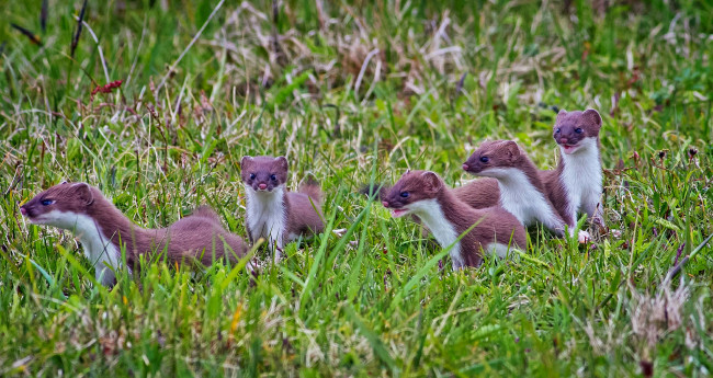 Обои картинки фото животные, хорьки, ласки, соболи, горностаи, куницы, трава, луг, выводок